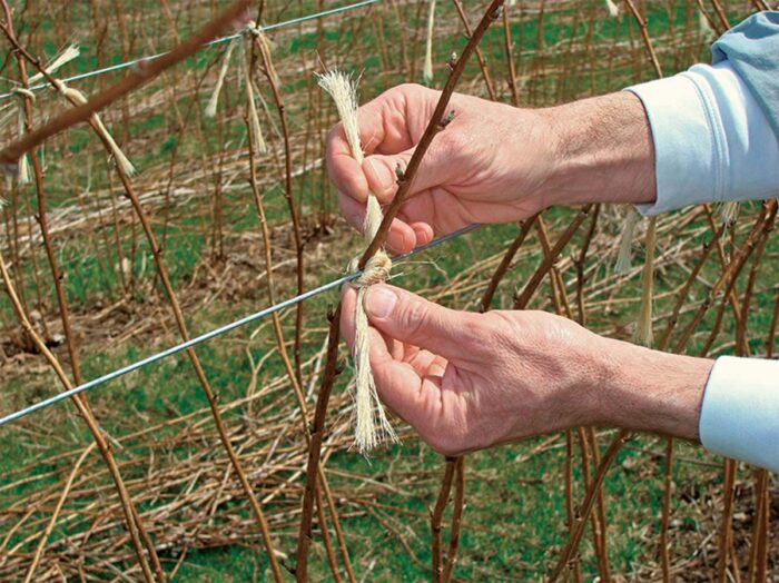 tying cane wire