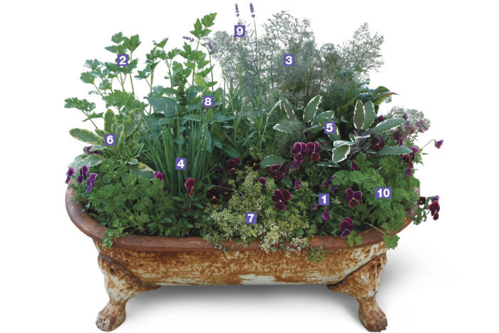 herbs in bath-tub designed pot