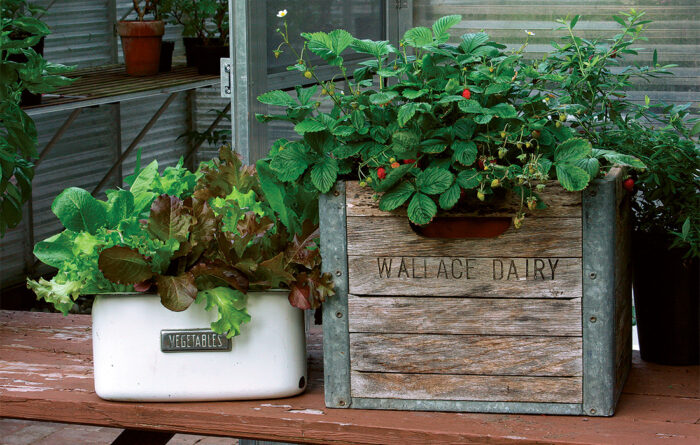 Container Gardening on the Cheap