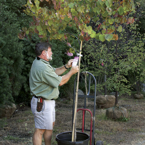 Man standing next to a potted tree on a hand truck, examining the label