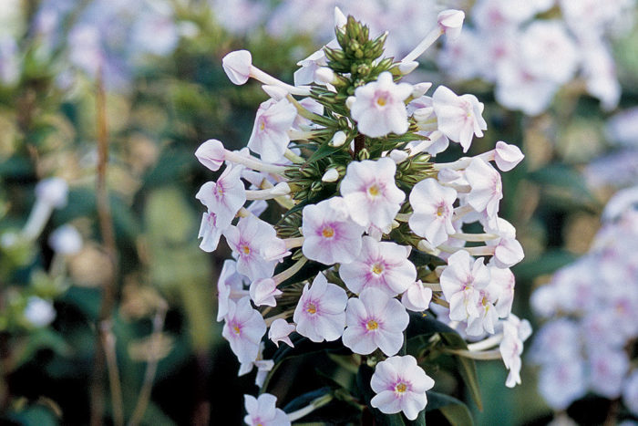 'Flower Power' meadow phlox