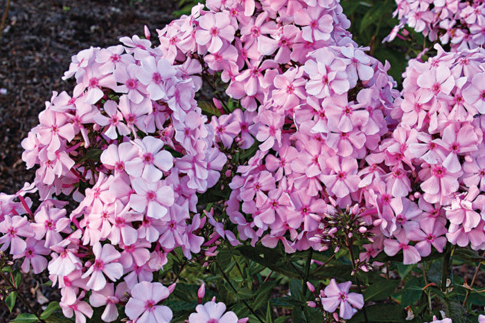 'Thai Pink Jade' garden phlox