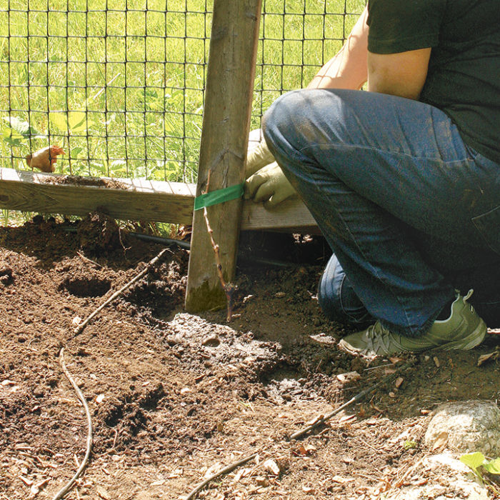 Trellising