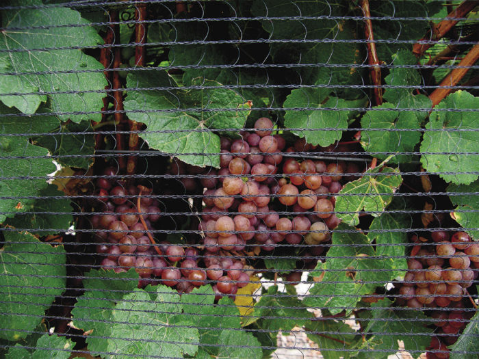 adding protective netting to grape plants