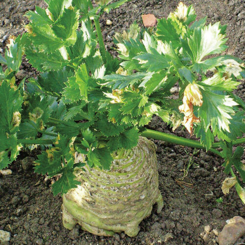 Celeriac