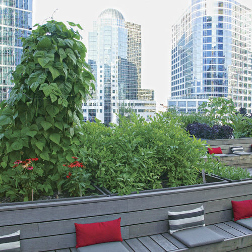 VIew of the skyline, a raised bed and seating area from the garden