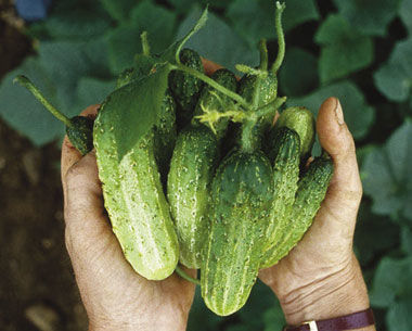 ‘Northern Pickling’ cucumber