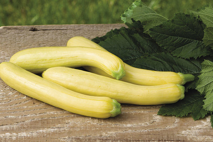 ‘Slick Pik’ summer squash 