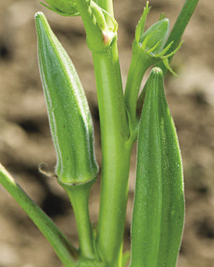 ‘Jambalaya’ Okra