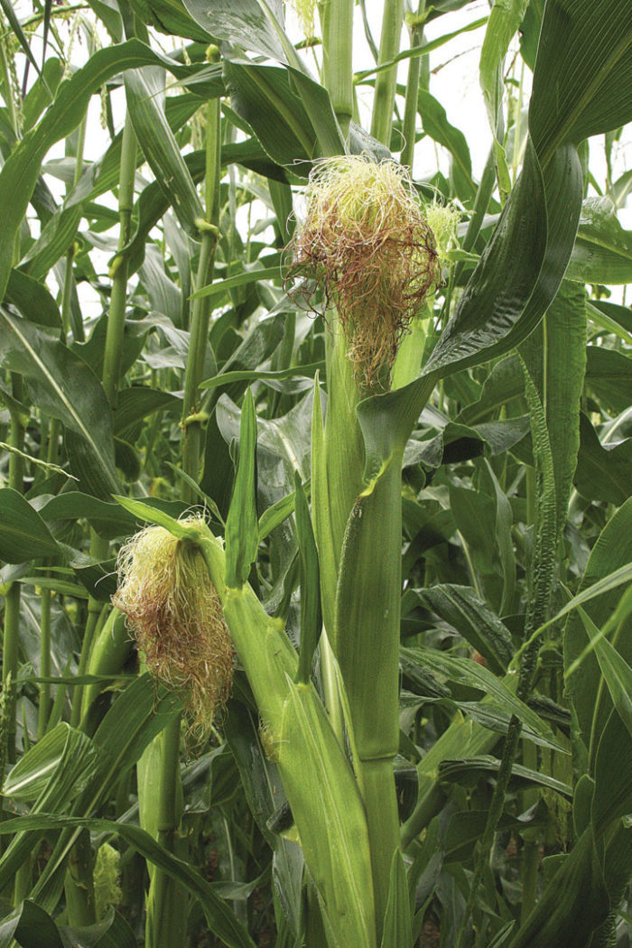 ‘Sugar Buns’ sweet corn