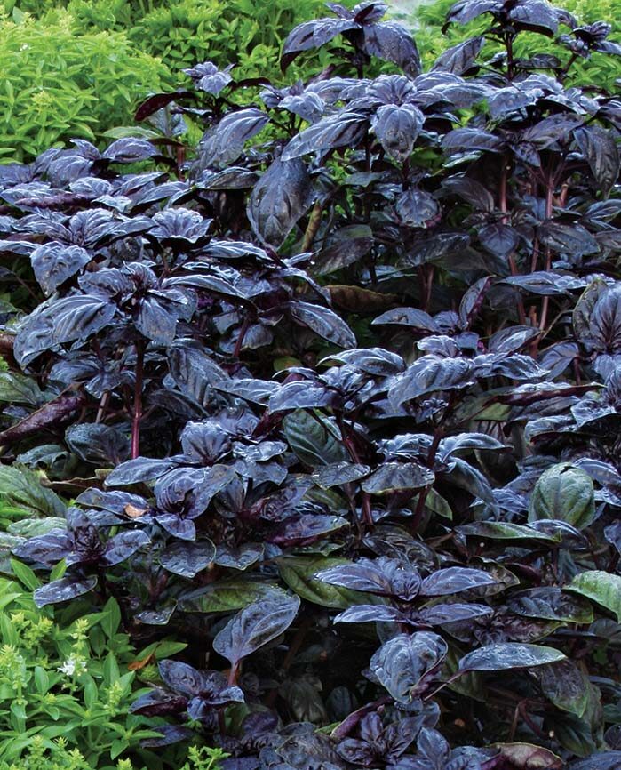 ‘Amethyst’ basil