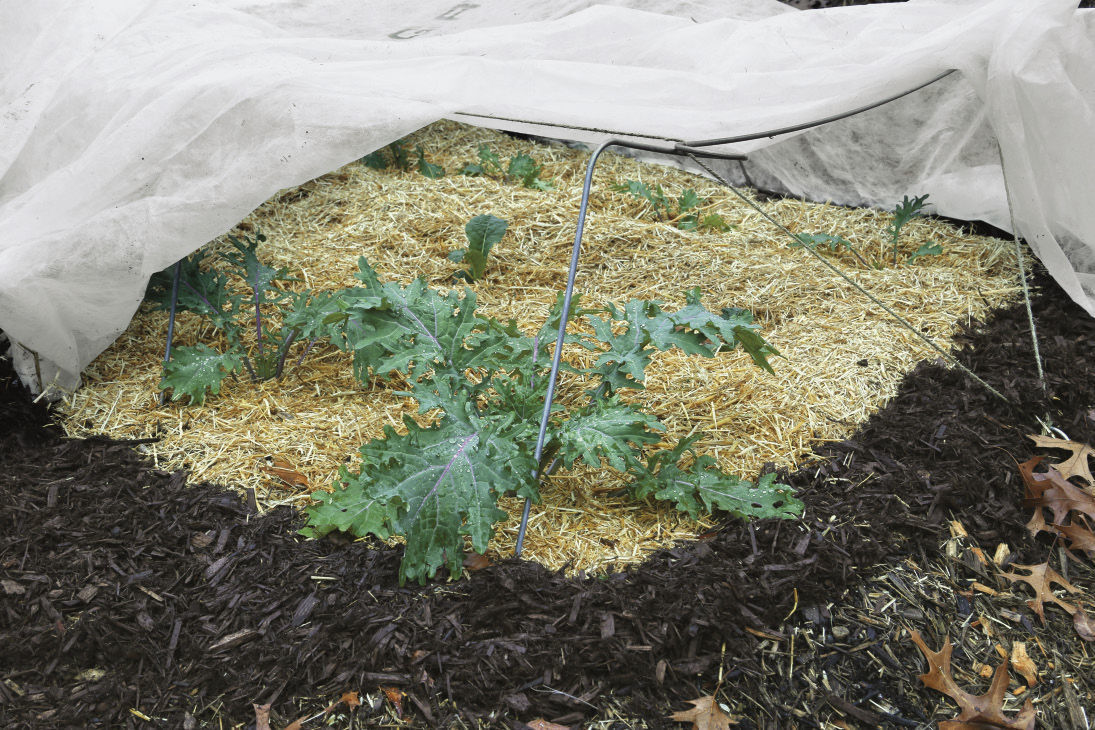 hoop covering over plants