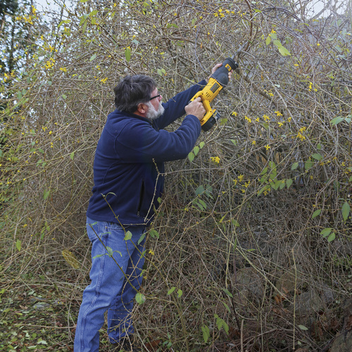 Cutting overgrown shrubs