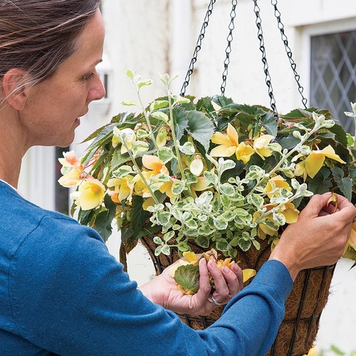 Deadheading Begonia in Hanging basket with Helichrysum