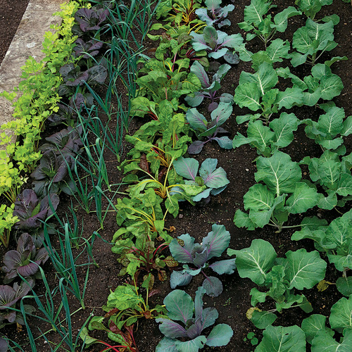 Planted rows of different vegetables in the garden.