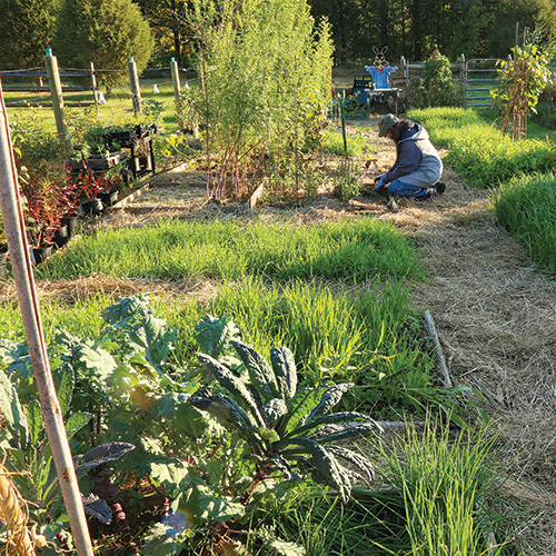 fall veggie garden clean up