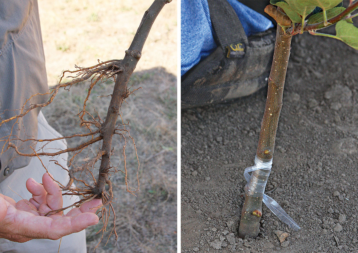 grafting trees