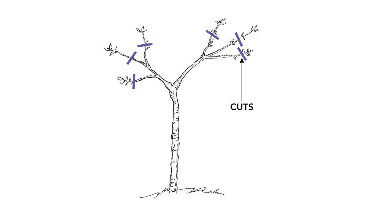 second fruit tree pruning