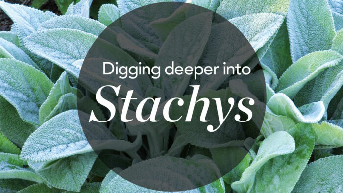 Stachys plant trial: which ones were best?