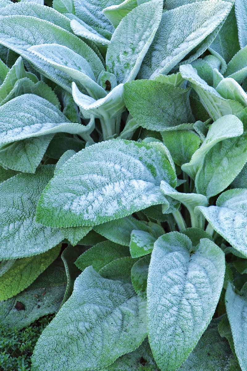 ‘Big Ears’ lambs’ ears