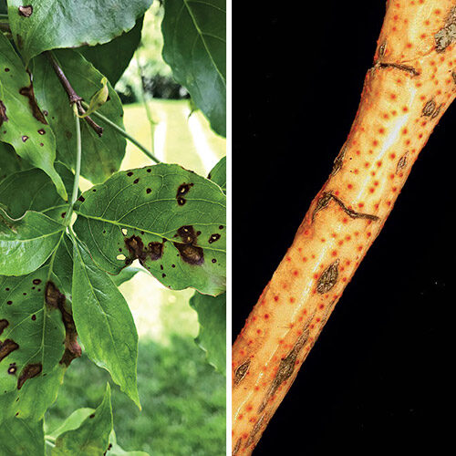 dogwood diseases