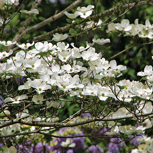 Appalachian Joy flowering dogwood