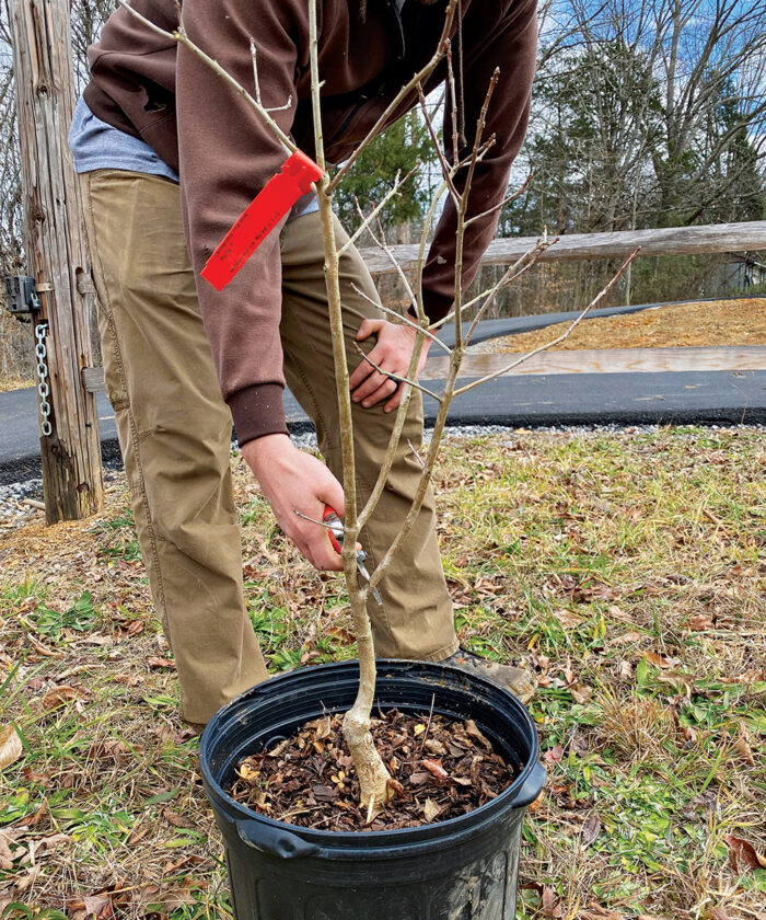 pruning young trees