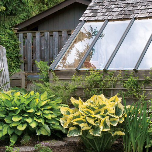 These hostas are the stars of the show