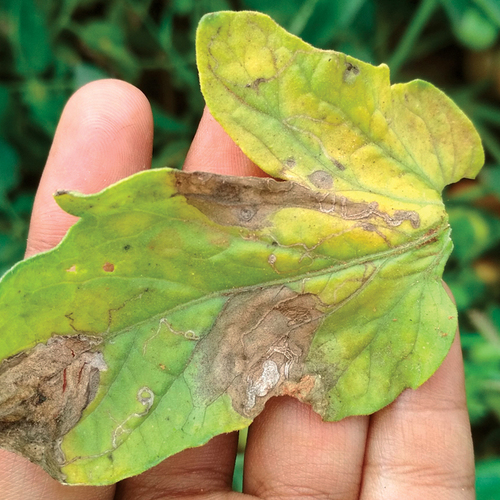 Early blight symptoms