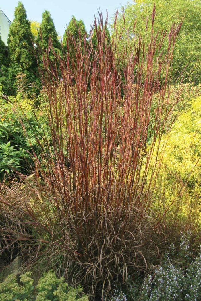 ‘Blackhawks’ big bluestem