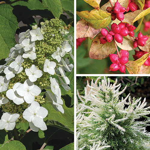 shrubs for shade