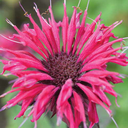 disease-resistant bee balm