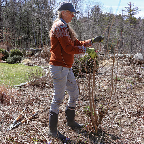 coppicing