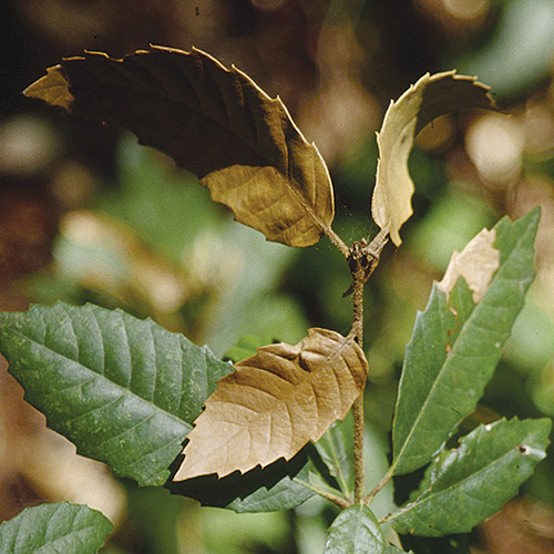 How to Identify and Treat Sudden Oak Death