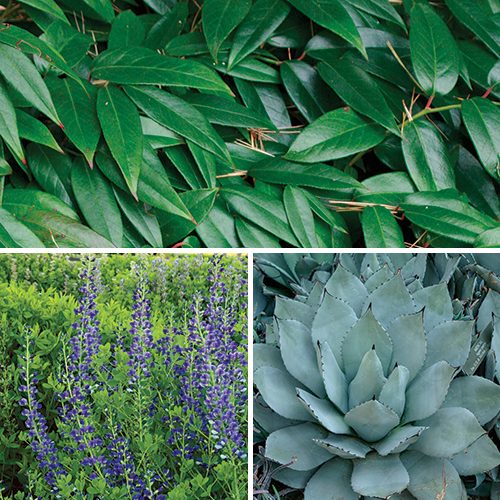 drought-resistant plants