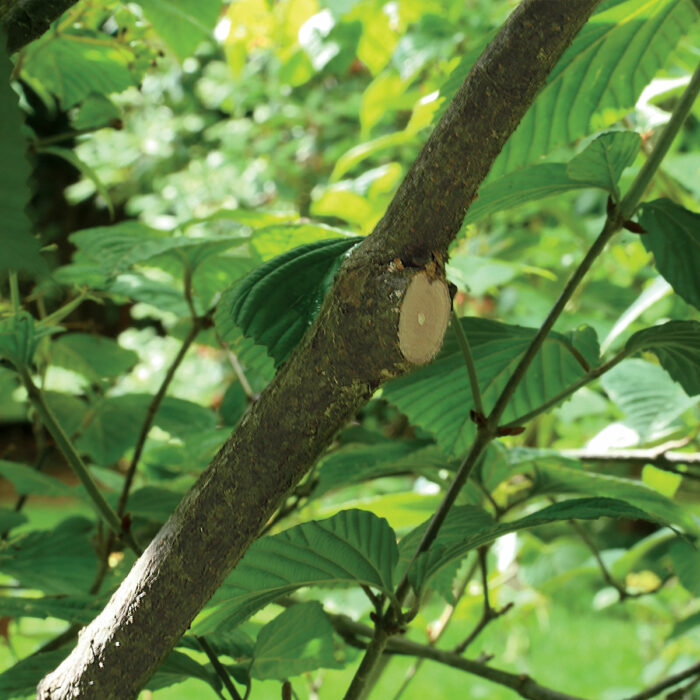 branch collar