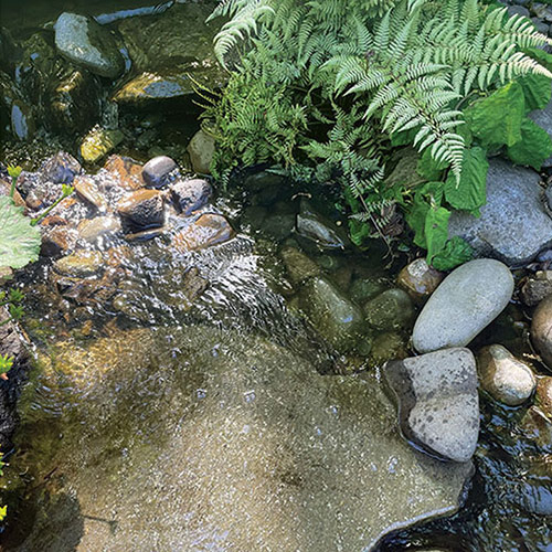 cleaning algae from a water feature