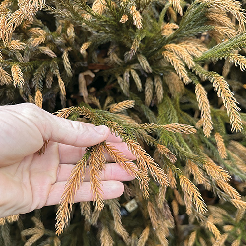 winter plant damage