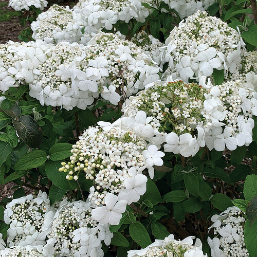 compact viburnum