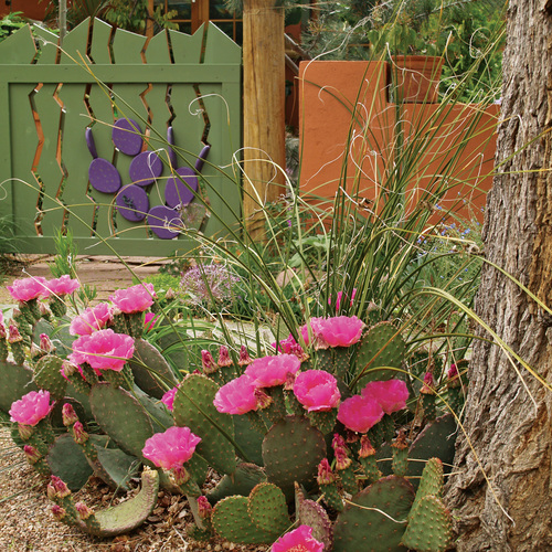 ‘Coombe’s Winter Glow’ prickly pear