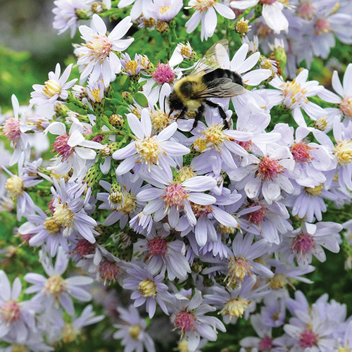 ground covers for pollinators