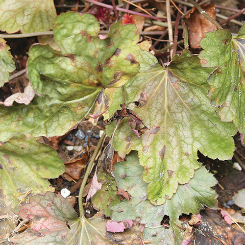 tips for growing heucheras