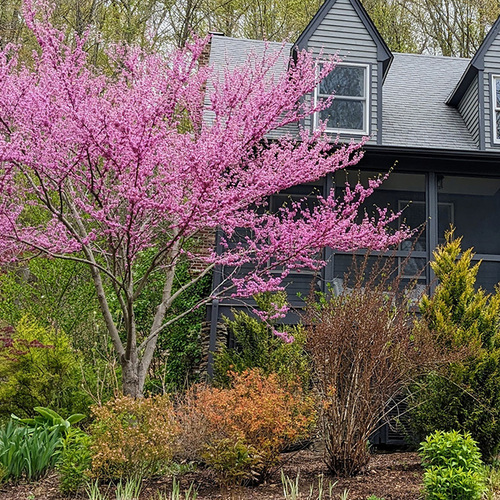 eastern redbud in a front yard