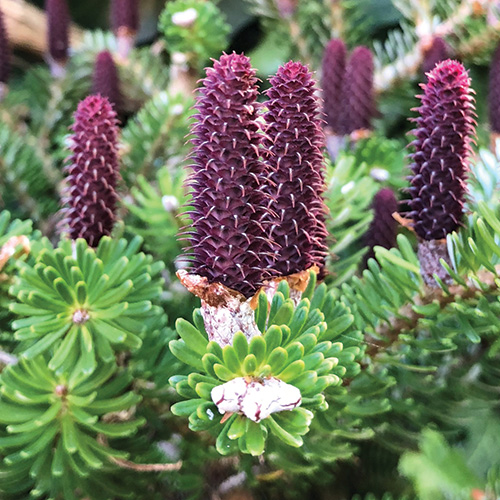 foliage plants