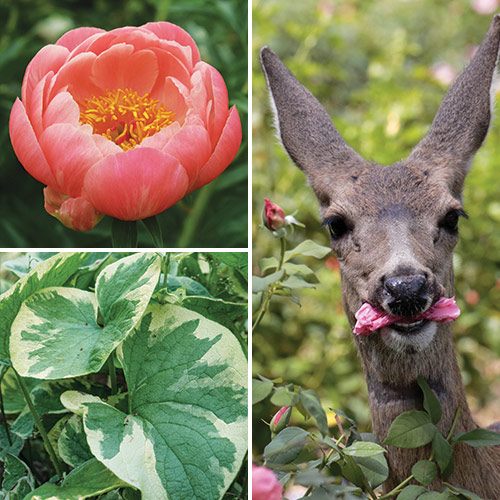 deer resistant plants