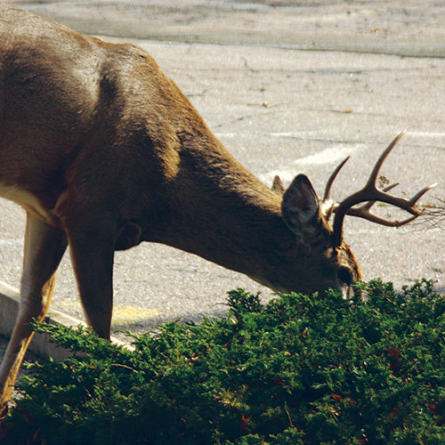 managing deer in garden