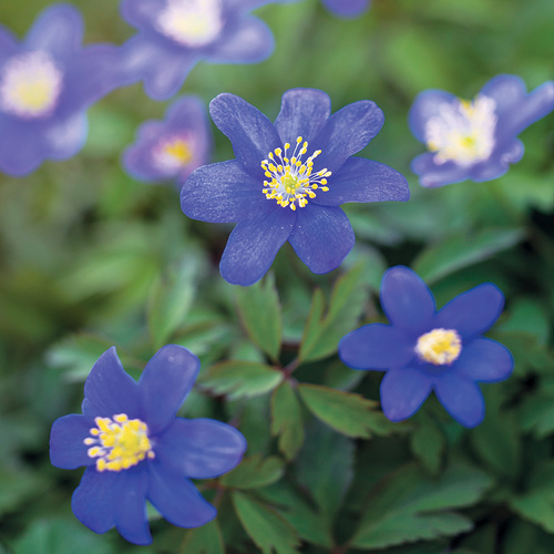 blue wood anemone