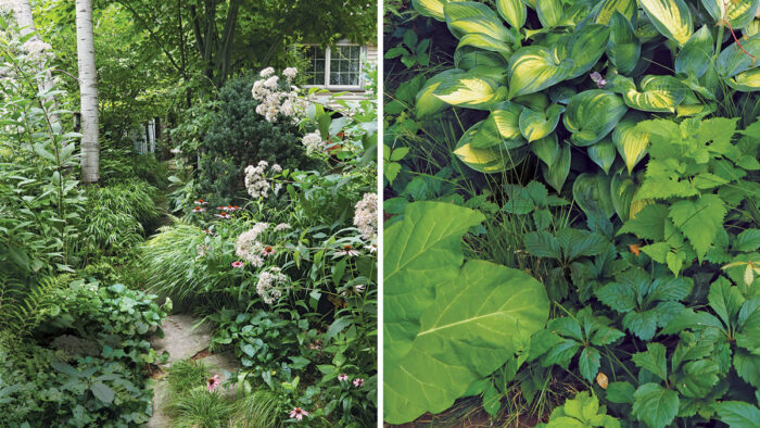 naturalistic shade garden