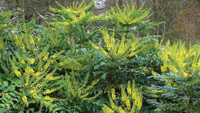 Winter Sun Mahonia