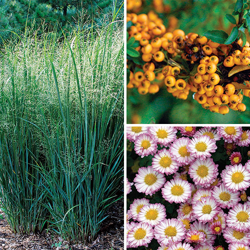 fall container plants